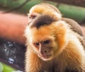 White faced capuchin and baby close up Royalty Free Stock Photo