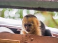 White faced capuchin baby on the roof Royalty Free Stock Photo