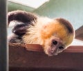 White faced capuchin baby on the roof Royalty Free Stock Photo