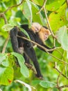 White faced capuchin and baby in the trees Royalty Free Stock Photo