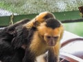 White faced capuchin and baby Views around Costa Rica Royalty Free Stock Photo