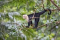 White-faced Capuchin - Cebus capucinus Royalty Free Stock Photo