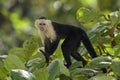 White-faced Capuchin - Cebus capucinus