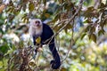 White faced capuchin, Cebus imitator, in a tree Royalty Free Stock Photo