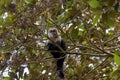 White faced capuchin, Cebus imitator, in a tree Royalty Free Stock Photo
