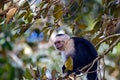 White faced capuchin, Cebus imitator, in a tree Royalty Free Stock Photo