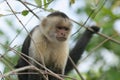 White-faced capuchin - Costa Rica Royalty Free Stock Photo