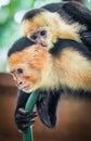 White faced capuchin and baby close up Royalty Free Stock Photo