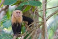 White faced Capuchin Monkey Royalty Free Stock Photo