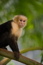 White faced Capuchin Monkey Royalty Free Stock Photo