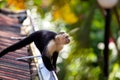 White faced capuchin monkey Royalty Free Stock Photo