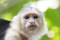 White-Faced Capuchin Monkey Royalty Free Stock Photo