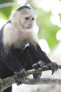 White-Faced Capuchin Monkey Royalty Free Stock Photo