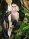 White faced capuchin monkey,cahuita,costa rica Royalty Free Stock Photo