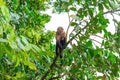 White Faced Capuchin Monkey,  Costa Rica Royalty Free Stock Photo