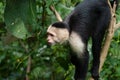 White faced Capuchin Monkey is perched high above in a tree of tropical rainsforests of Costa Rica Royalty Free Stock Photo