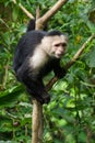White faced Capuchin Monkey is perched high above in a tree of tropical rainsforests of Costa Rica Royalty Free Stock Photo