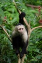 White faced Capuchin Monkey is perched high above in a tree of tropical rainsforests of Costa Rica Royalty Free Stock Photo