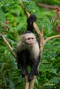 White faced Capuchin Monkey is perched high above in a tree of tropical rainsforests of Costa Rica Royalty Free Stock Photo
