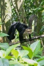 White faced Capuchin Monkey is perched high above in a tree of tropical rainsforests of Costa Rica Royalty Free Stock Photo