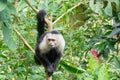 White faced Capuchin Monkey is perched high above in a tree of tropical rainsforests of Costa Rica Royalty Free Stock Photo