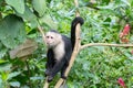 White faced Capuchin Monkey is perched high above in a tree of tropical rainsforests of Costa Rica Royalty Free Stock Photo