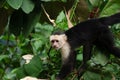 White faced Capuchin Monkey is perched high above in a tree of tropical rainsforests of Costa Rica Royalty Free Stock Photo