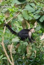White faced Capuchin Monkey is perched high above in a tree of tropical rainsforests of Costa Rica Royalty Free Stock Photo