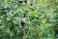 White faced Capuchin Monkey is perched high above in a tree of tropical rainsforests of Costa Rica Royalty Free Stock Photo