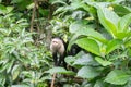 White faced Capuchin Monkey is perched high above in a tree of tropical rainsforests of Costa Rica Royalty Free Stock Photo