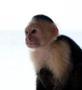 White faced capuchin monkey headshoot