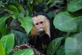 White Faced Capuchin Monkey in Manuel Antonio National Park, Cos Royalty Free Stock Photo