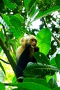 White Faced Capuchin monkey in Manuel Antonio National Park, Costa Rica Royalty Free Stock Photo