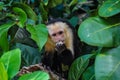 White Faced Capuchin Monkey Royalty Free Stock Photo