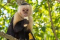 White-faced Capuchin Monkey, Monteverde, Costa Rica
