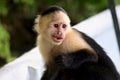 A White-Faced Capuchin Monkey Photographed Near Panama's Monkey Island Royalty Free Stock Photo