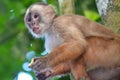 White Faced Capuchin Monkey. Amazon rainforest, Madre de Dios, Peru Royalty Free Stock Photo