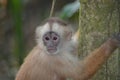 White Faced Capuchin Monkey. Amazon rainforest, Madre de Dios area of Southern Peru Royalty Free Stock Photo