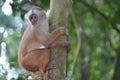 White Faced Capuchin Monkey. Amazon rainforest, Madre de Dios area of Southern Peru Royalty Free Stock Photo