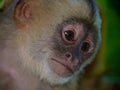 White Faced Capuchin Monkey. Amazon rainforest, Madre de Dios area of Southern Peru Royalty Free Stock Photo