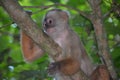 White Faced Capuchin Monkey. Amazon rainforest, Madre de Dios area of Southern Peru Royalty Free Stock Photo