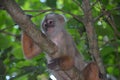 White Faced Capuchin Monkey. Amazon rainforest, Madre de Dios area of Southern Peru Royalty Free Stock Photo