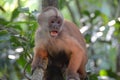 White Faced Capuchin Monkey. Amazon rainforest, Madre de Dios area of Southern Peru Royalty Free Stock Photo