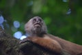 White Faced Capuchin Monkey. Amazon rainforest, Madre de Dios area of Southern Peru Royalty Free Stock Photo