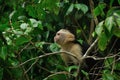 White-Faced Capuchin Royalty Free Stock Photo