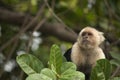 White-faced Capuchin Monkey Royalty Free Stock Photo