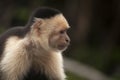 Capuchin Monkey side profile Royalty Free Stock Photo