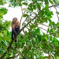 White Faced Capuchin Monkey, Tortuguero, Costa Rica Royalty Free Stock Photo