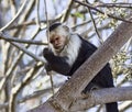 White Faced Capuchin Monkey in a Tree Royalty Free Stock Photo