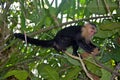 White-Faced Capuchin Monkey Royalty Free Stock Photo